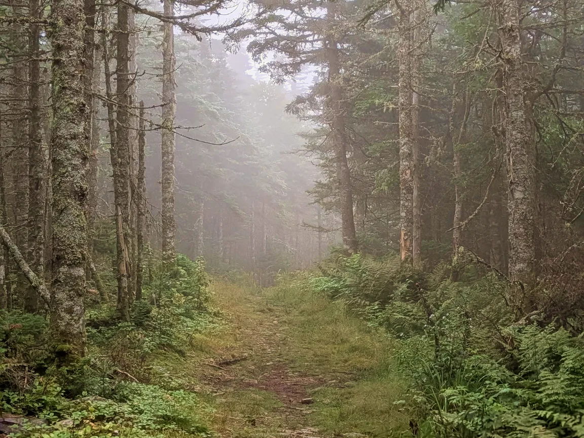 A narrow grassy trail leading into fog through a stand of tall spruce and fir on a misty mountain morning, the far end of the path dissolving into white.